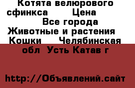 Котята велюрового сфинкса. .. › Цена ­ 15 000 - Все города Животные и растения » Кошки   . Челябинская обл.,Усть-Катав г.